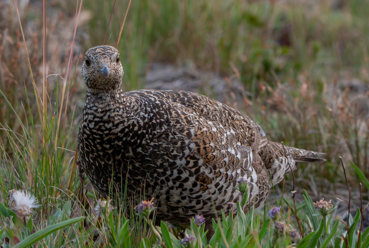 Sooty Grouse - ML624103118