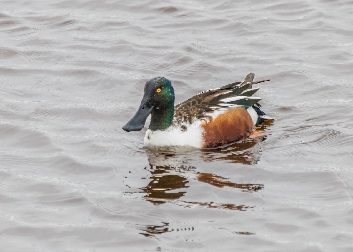 Northern Shoveler - ML624103136