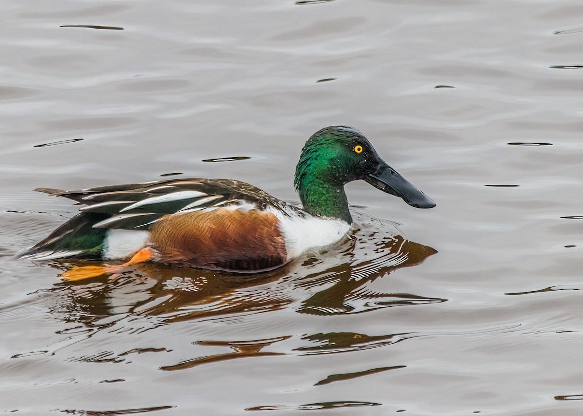 Northern Shoveler - ML624103137