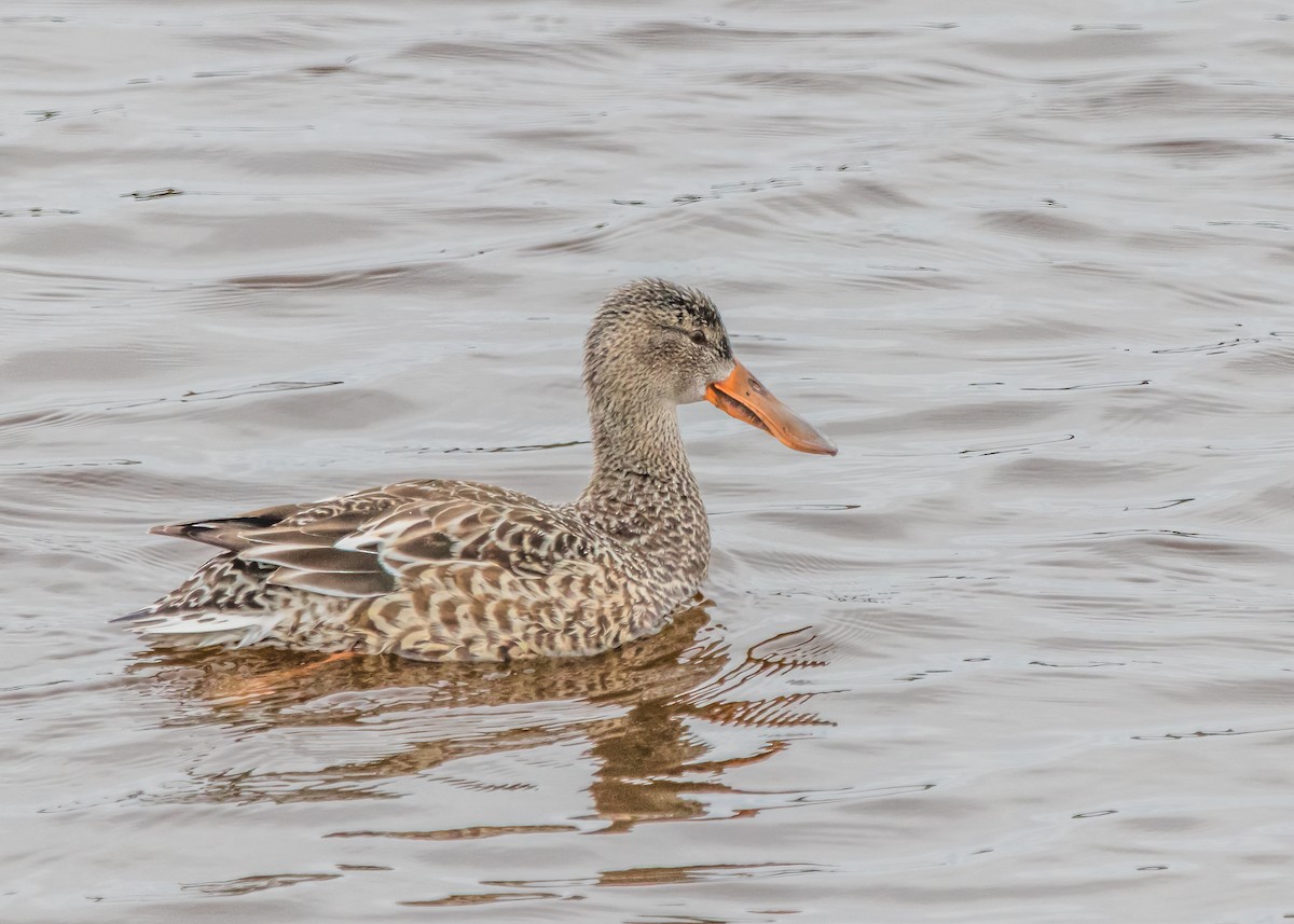 Northern Shoveler - ML624103138