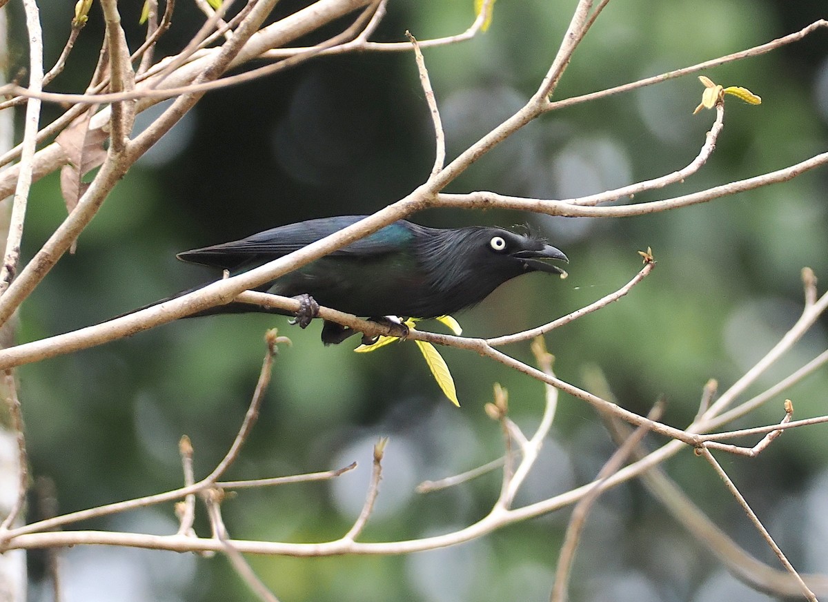 Yellow-eyed Starling - ML624103144