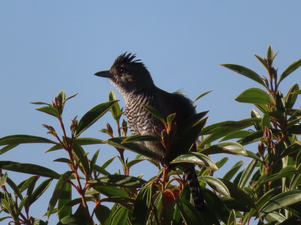 Rufous-winged Antshrike - Alban Guillaumet