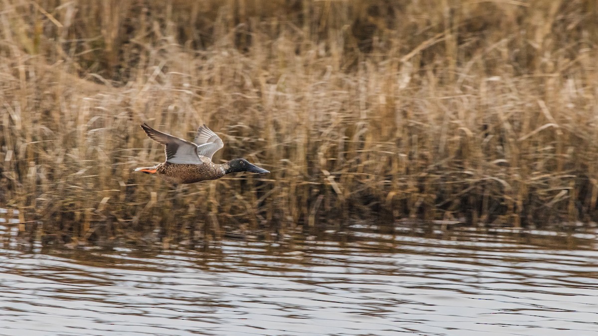 Northern Shoveler - ML624103156