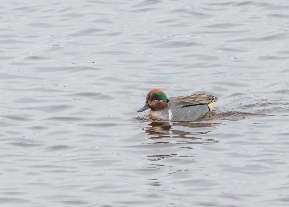 Green-winged Teal - Kimberlie Dewey