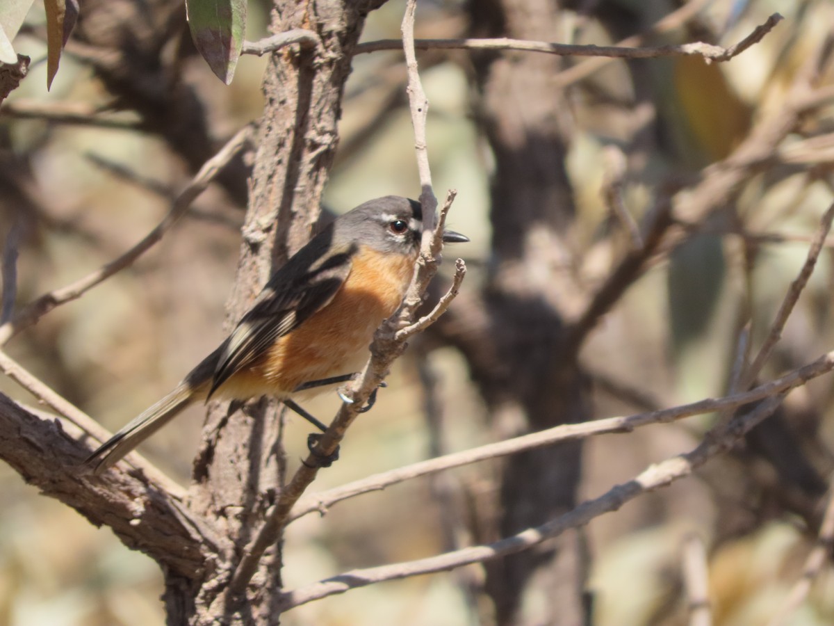 Gray-backed Tachuri - Alban Guillaumet