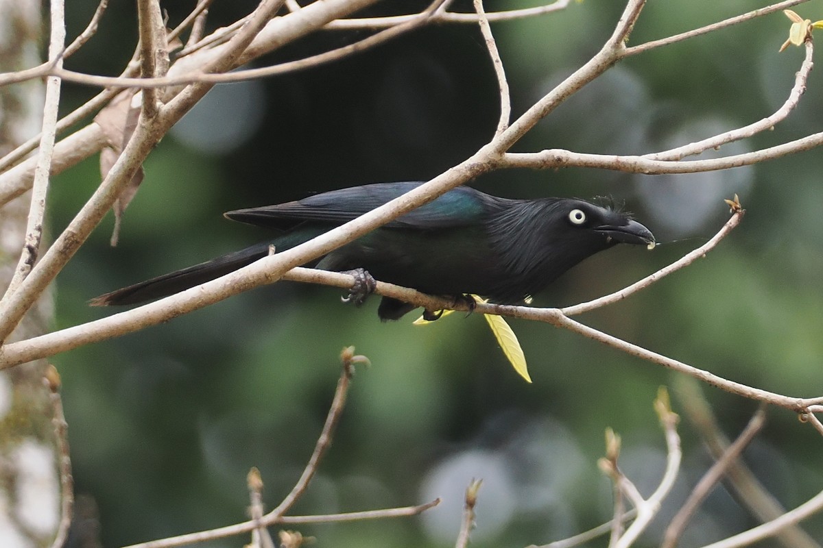 Yellow-eyed Starling - ML624103198