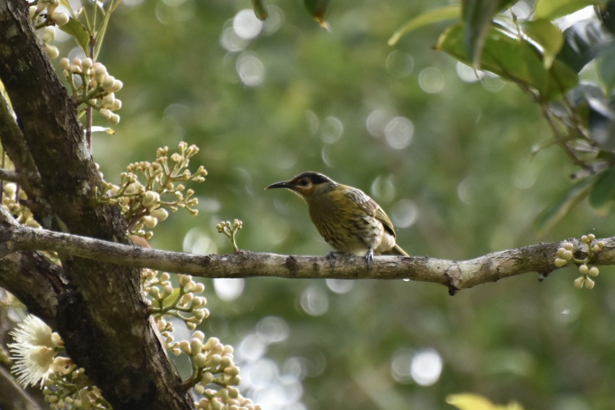 Macleay's Honeyeater - ML624103200