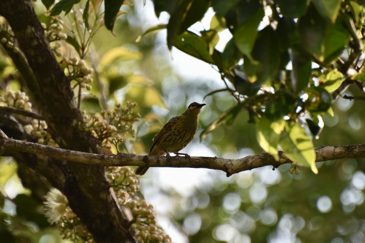 Macleay's Honeyeater - ML624103201