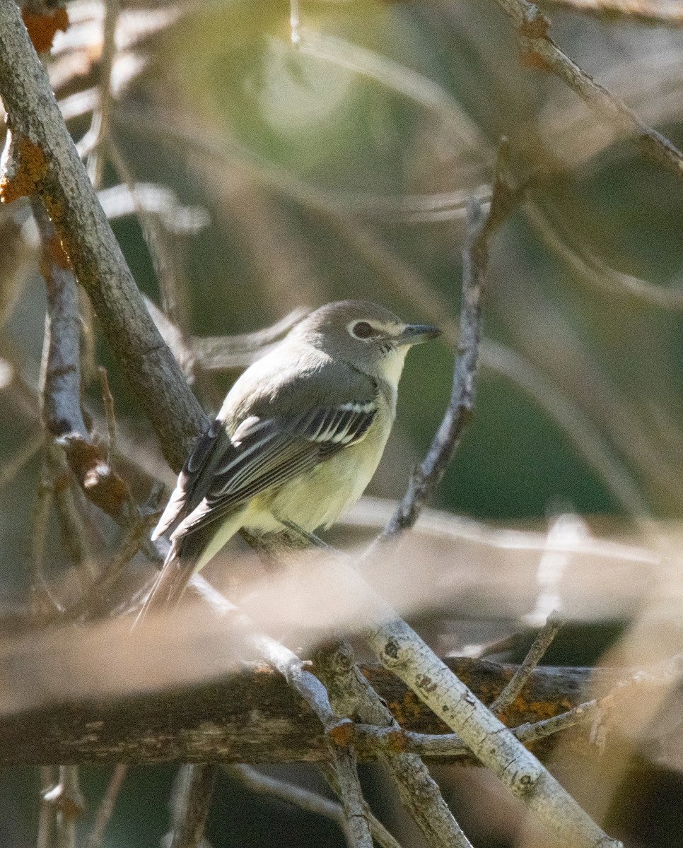 Vireo de Cassin - ML624103206