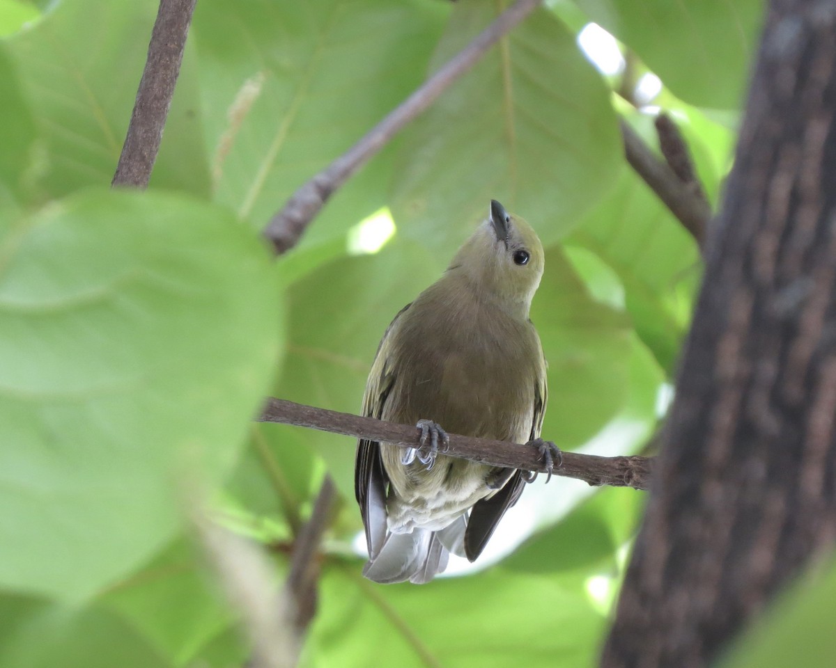 Palm Tanager - ML624103209