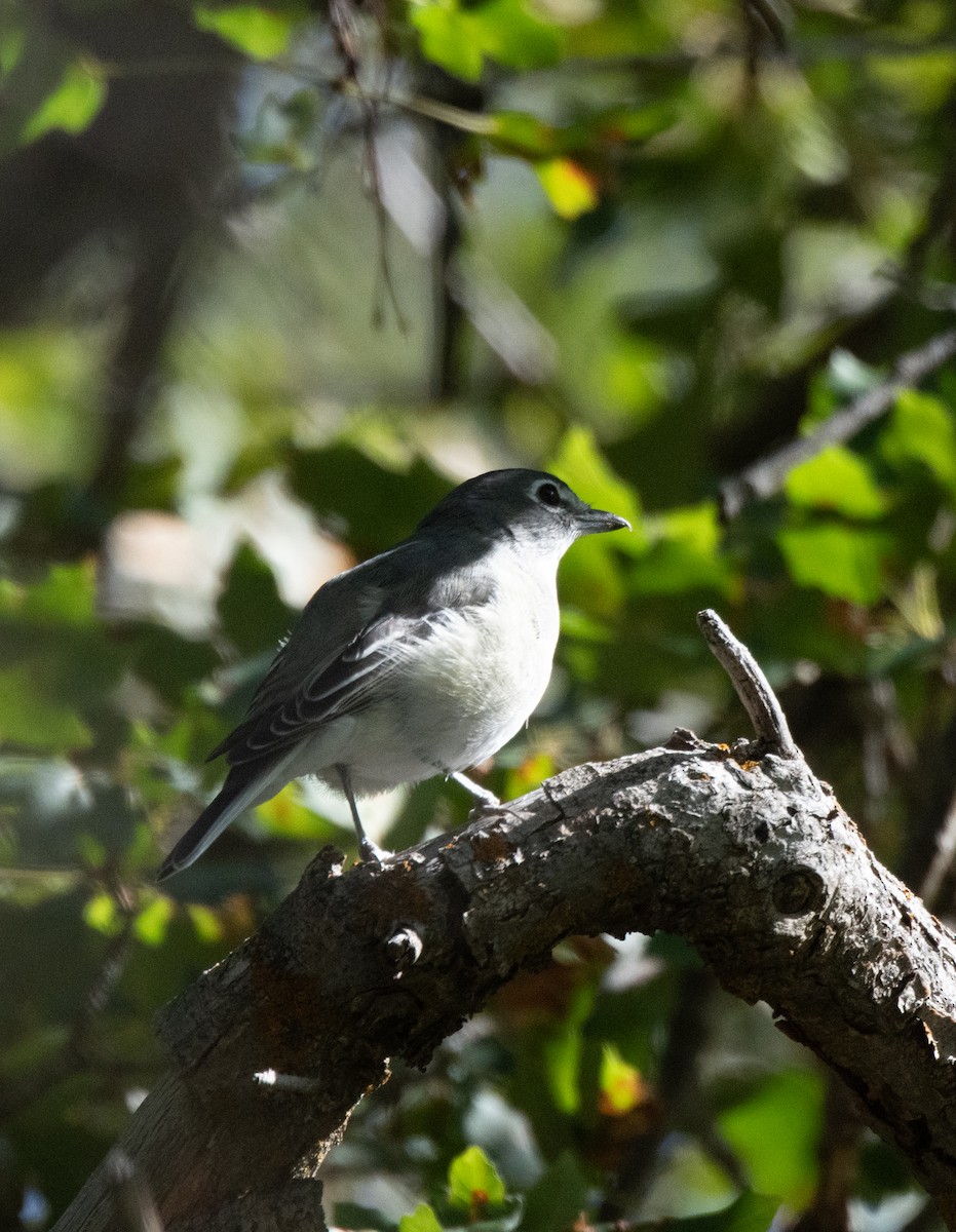 Plumbeous Vireo - ML624103210