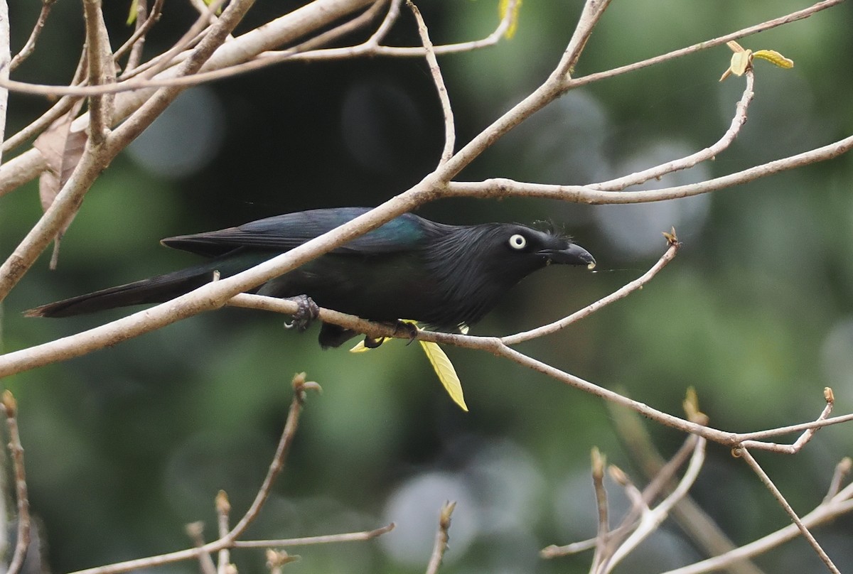 Yellow-eyed Starling - ML624103212