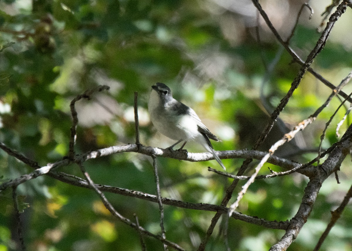 Plumbeous Vireo - ML624103213