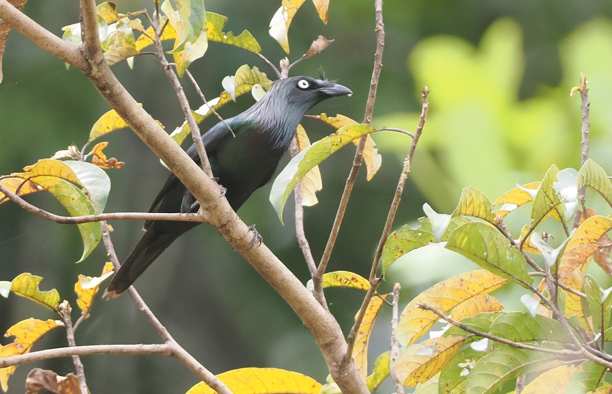 Yellow-eyed Starling - ML624103246