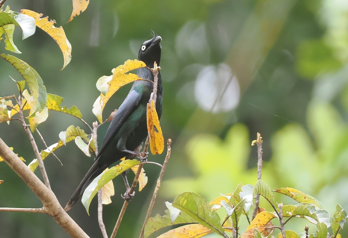 Yellow-eyed Starling - ML624103258