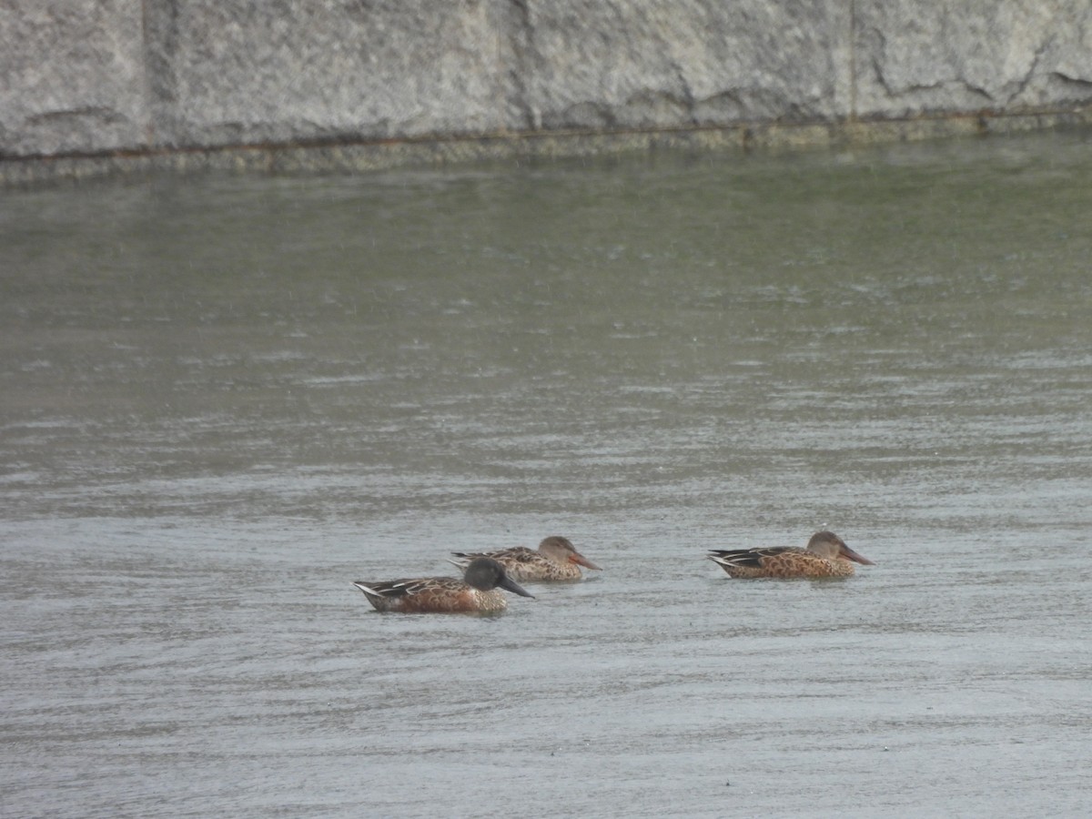 Northern Shoveler - Birding Spouses