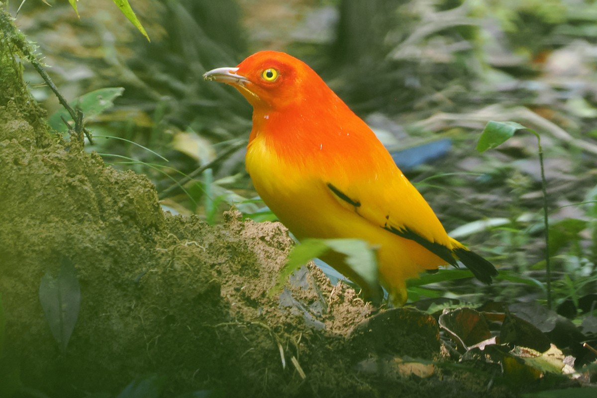 Flame Bowerbird - ML624103275