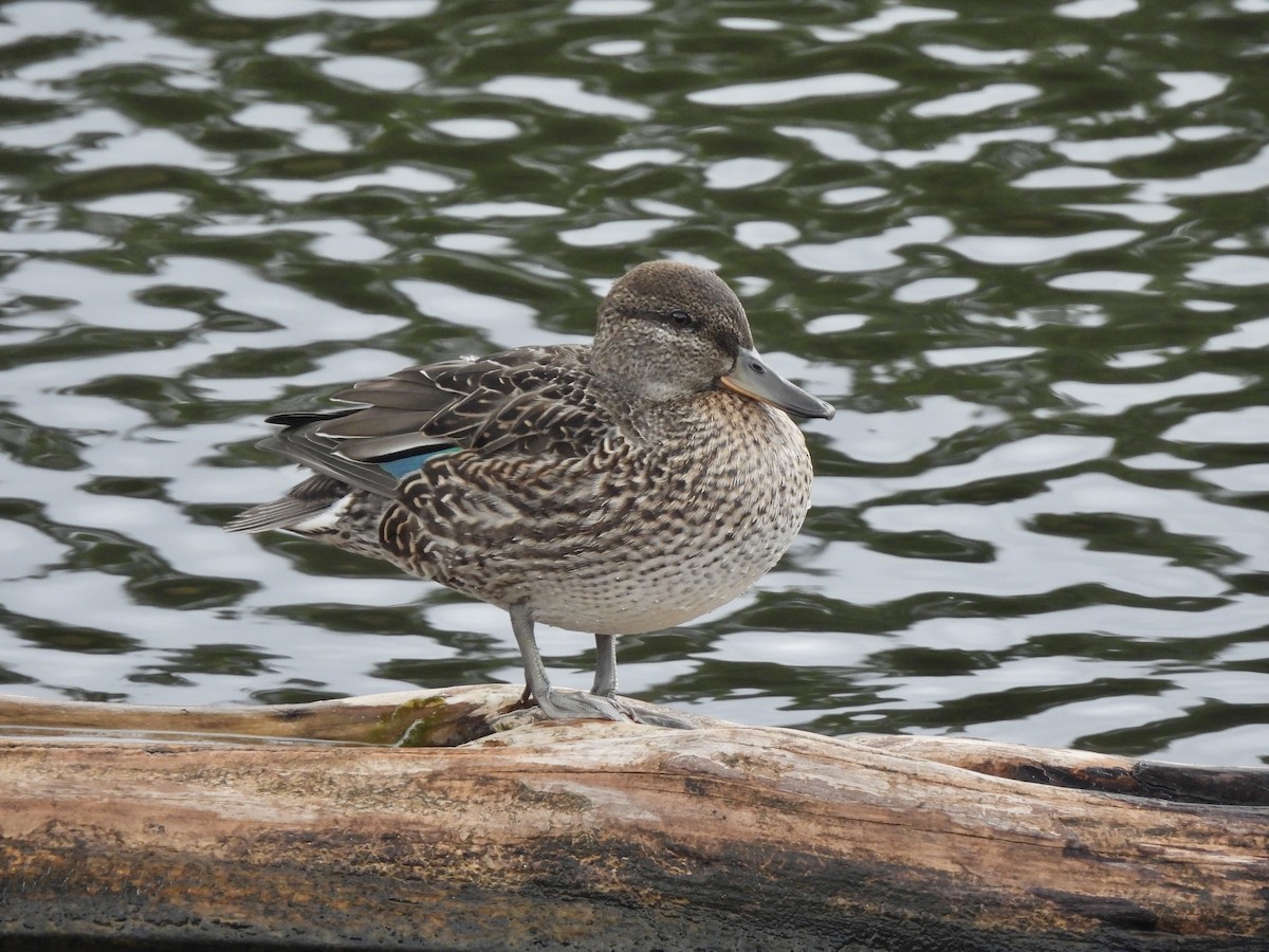 Green-winged Teal - ML624103277