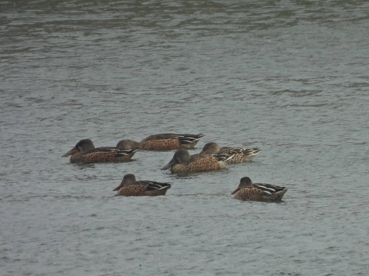 Northern Shoveler - Birding Spouses