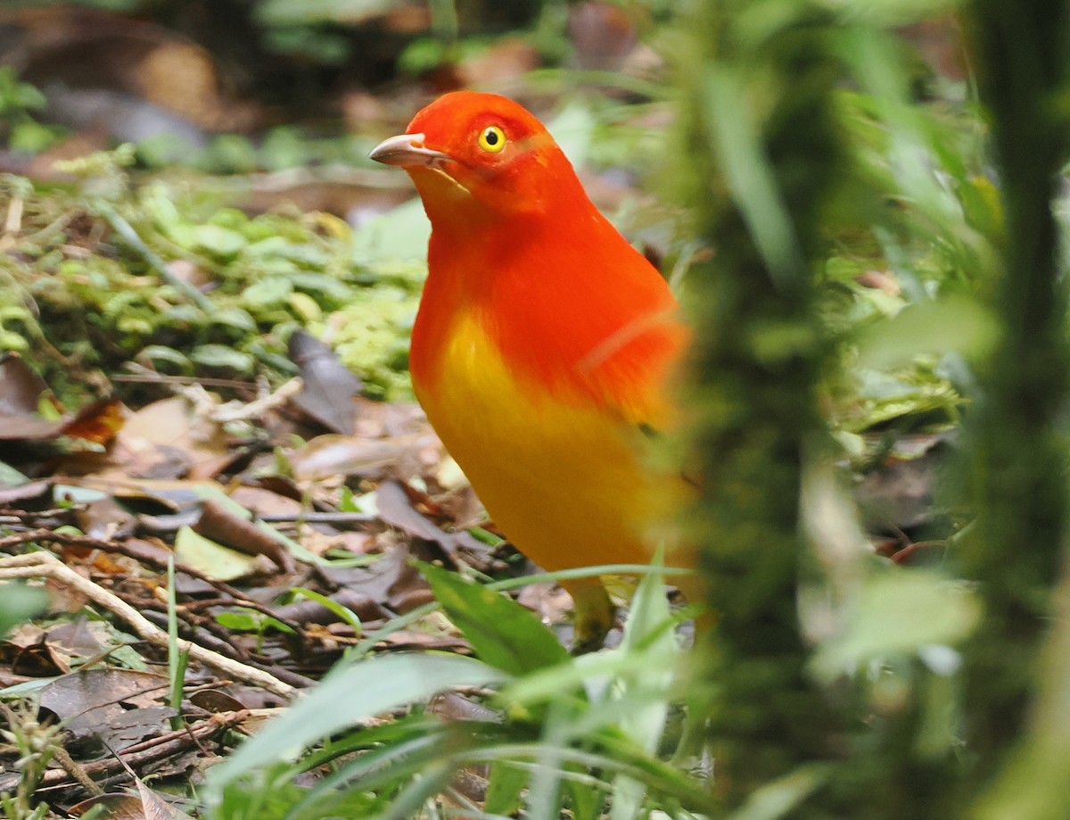 Flame Bowerbird - ML624103282