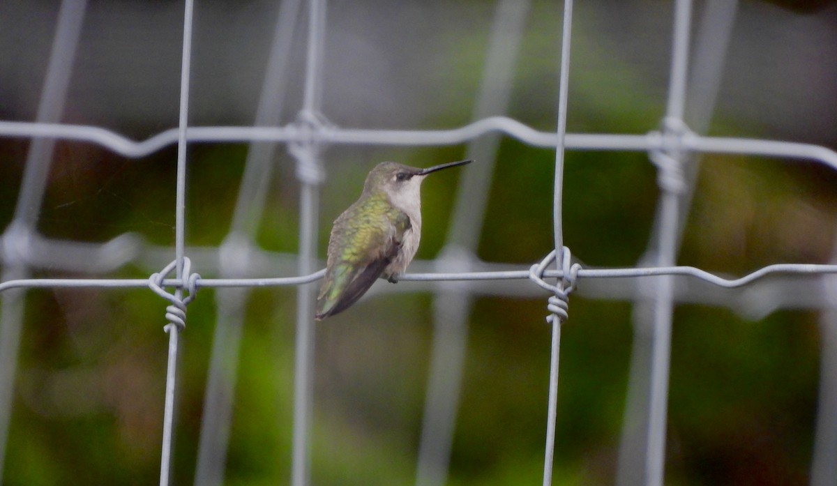 Ruby-throated Hummingbird - ML624103288