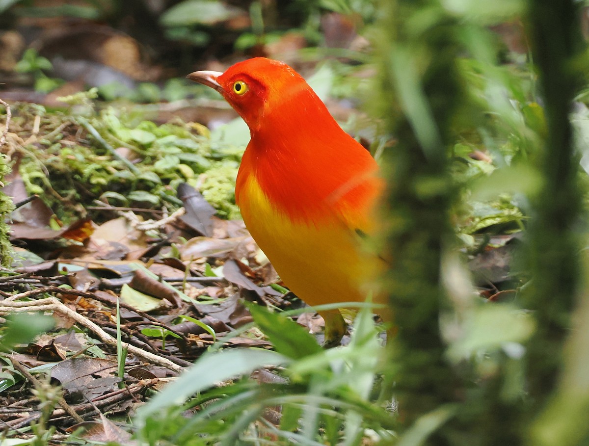 Flame Bowerbird - Stephan Lorenz