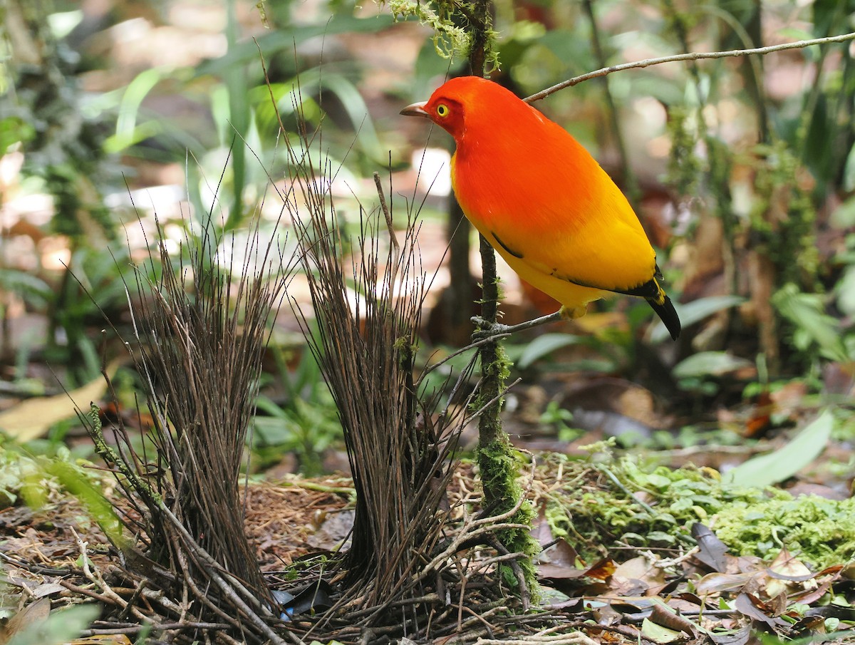 Flame Bowerbird - ML624103294