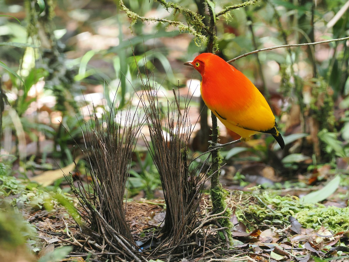 Flame Bowerbird - ML624103298