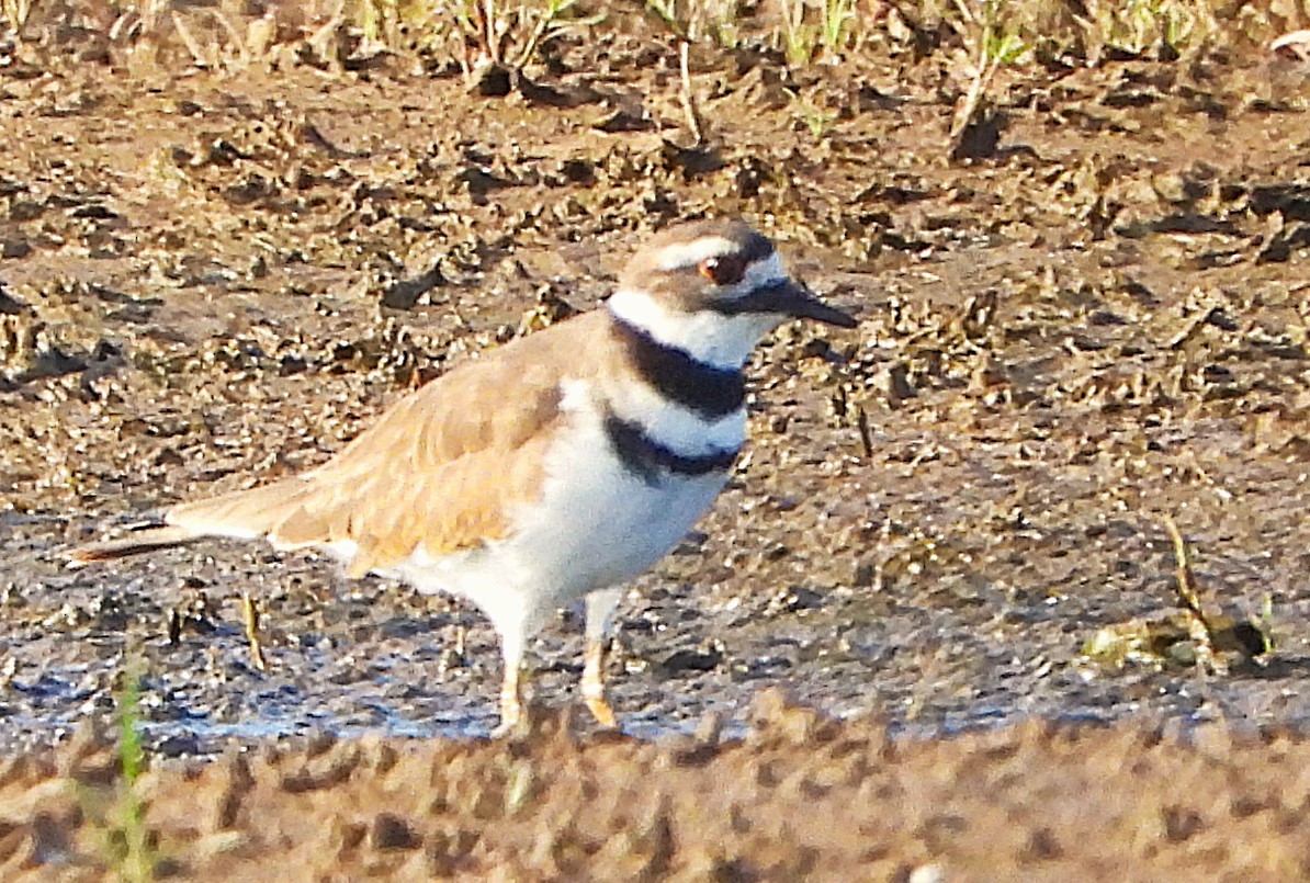 Killdeer - ML624103299