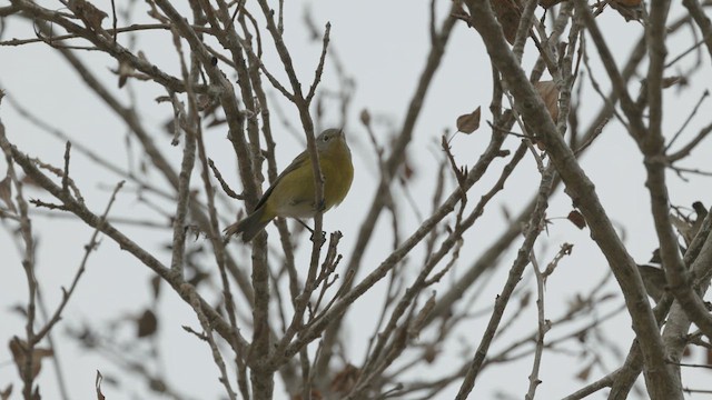 Nashville Warbler - ML624103305