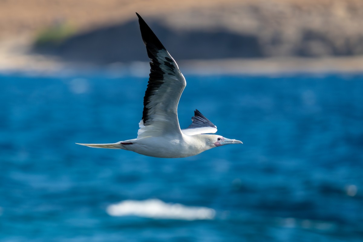 Red-footed Booby - ML624103314