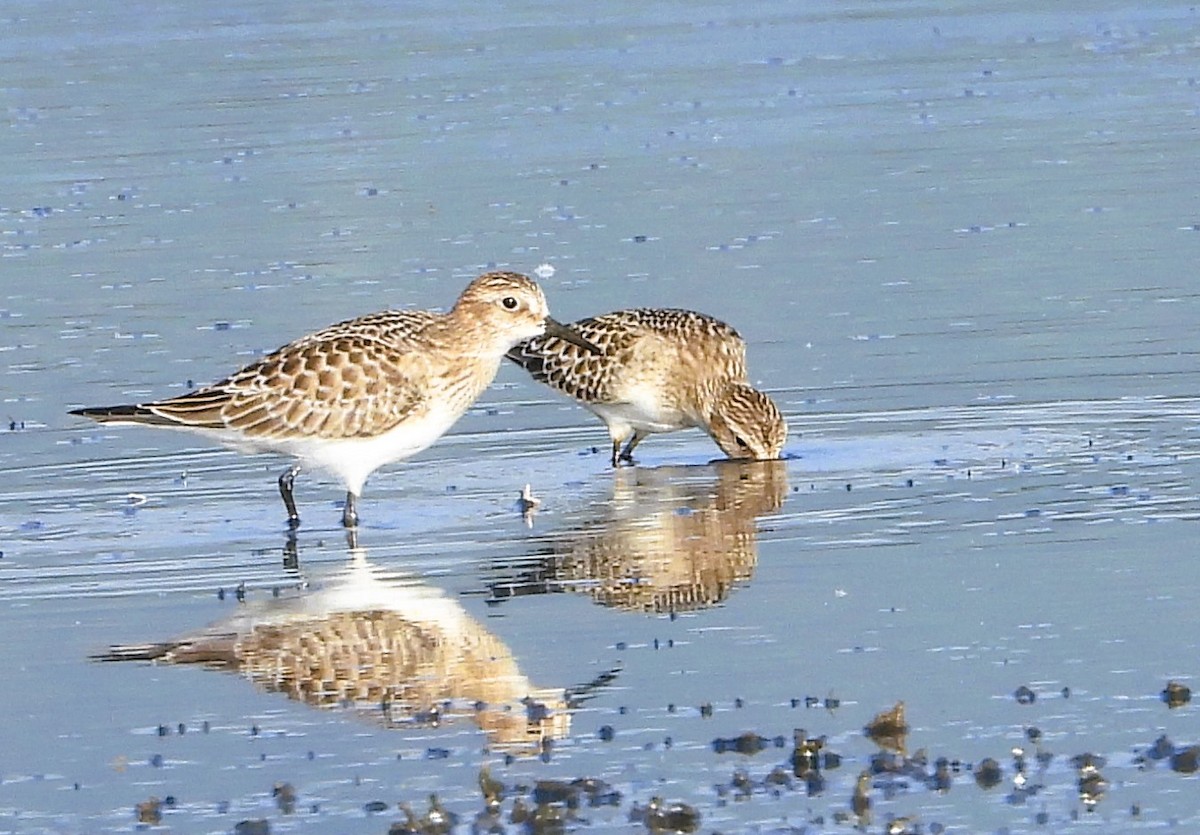 Baird's Sandpiper - ML624103325