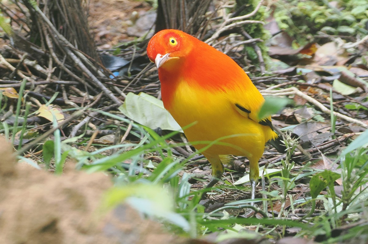 Flame Bowerbird - ML624103326