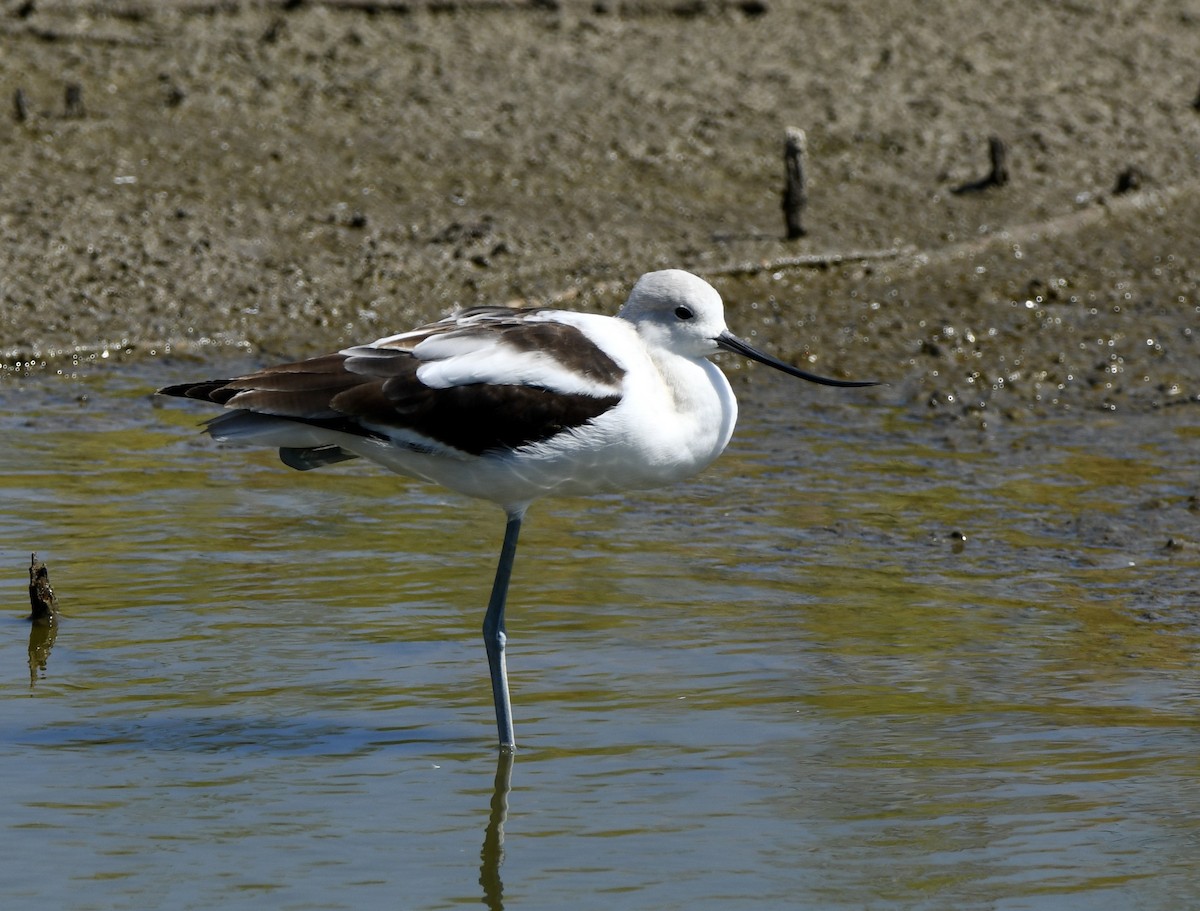 American Avocet - Greg Hudson