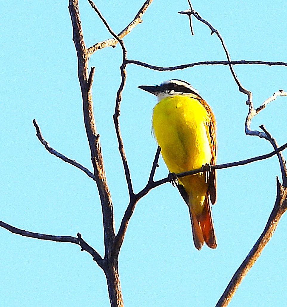 Great Kiskadee - ML624103331