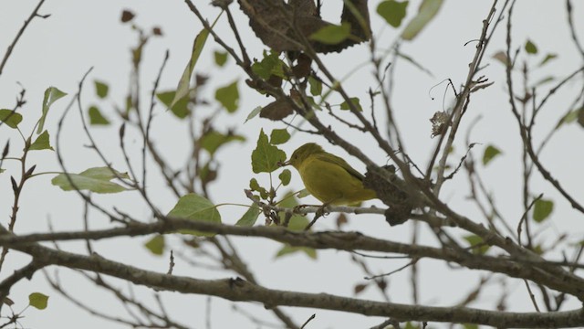 Yellow Warbler - ML624103338