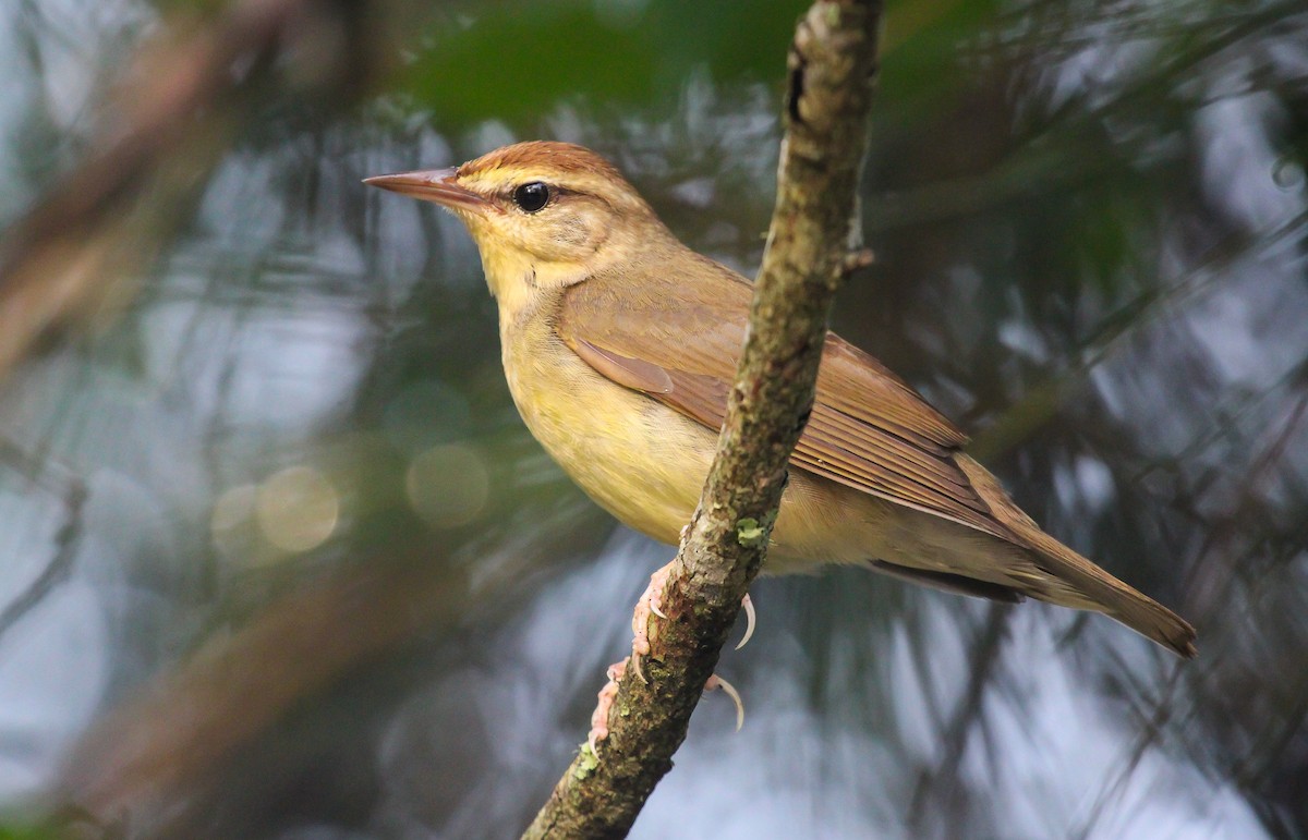 Swainson's Warbler - ML624103339