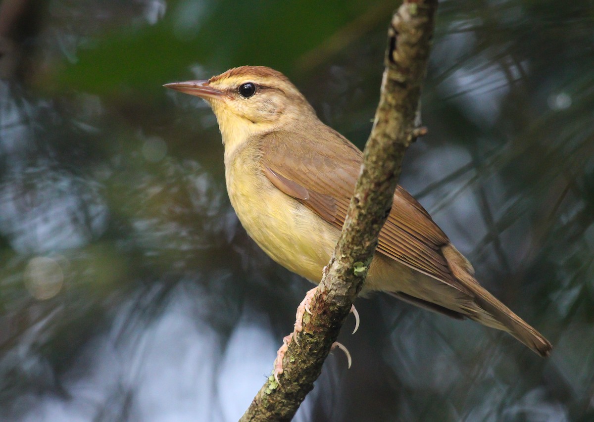 Swainson's Warbler - John Rice-Cameron