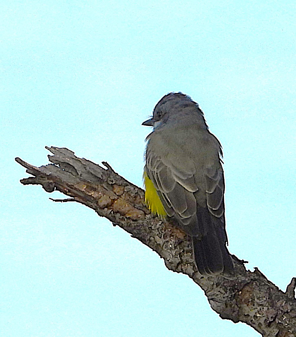 Cassin's Kingbird - ML624103341