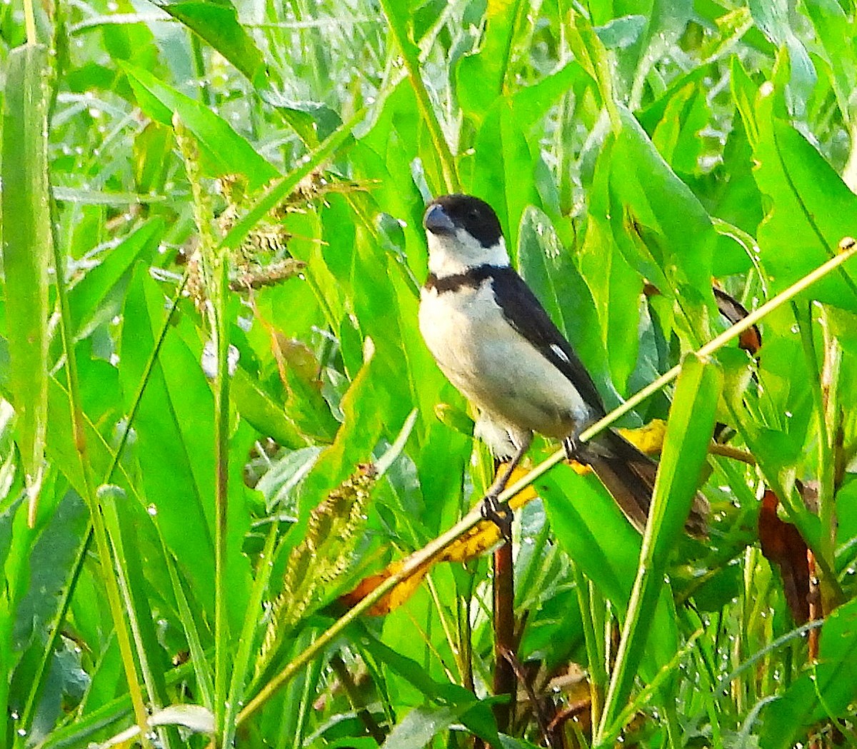 Cinnamon-rumped Seedeater - ML624103346