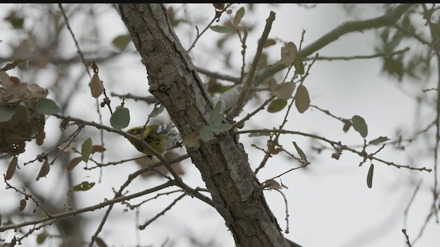 Townsend's Warbler - ML624103374