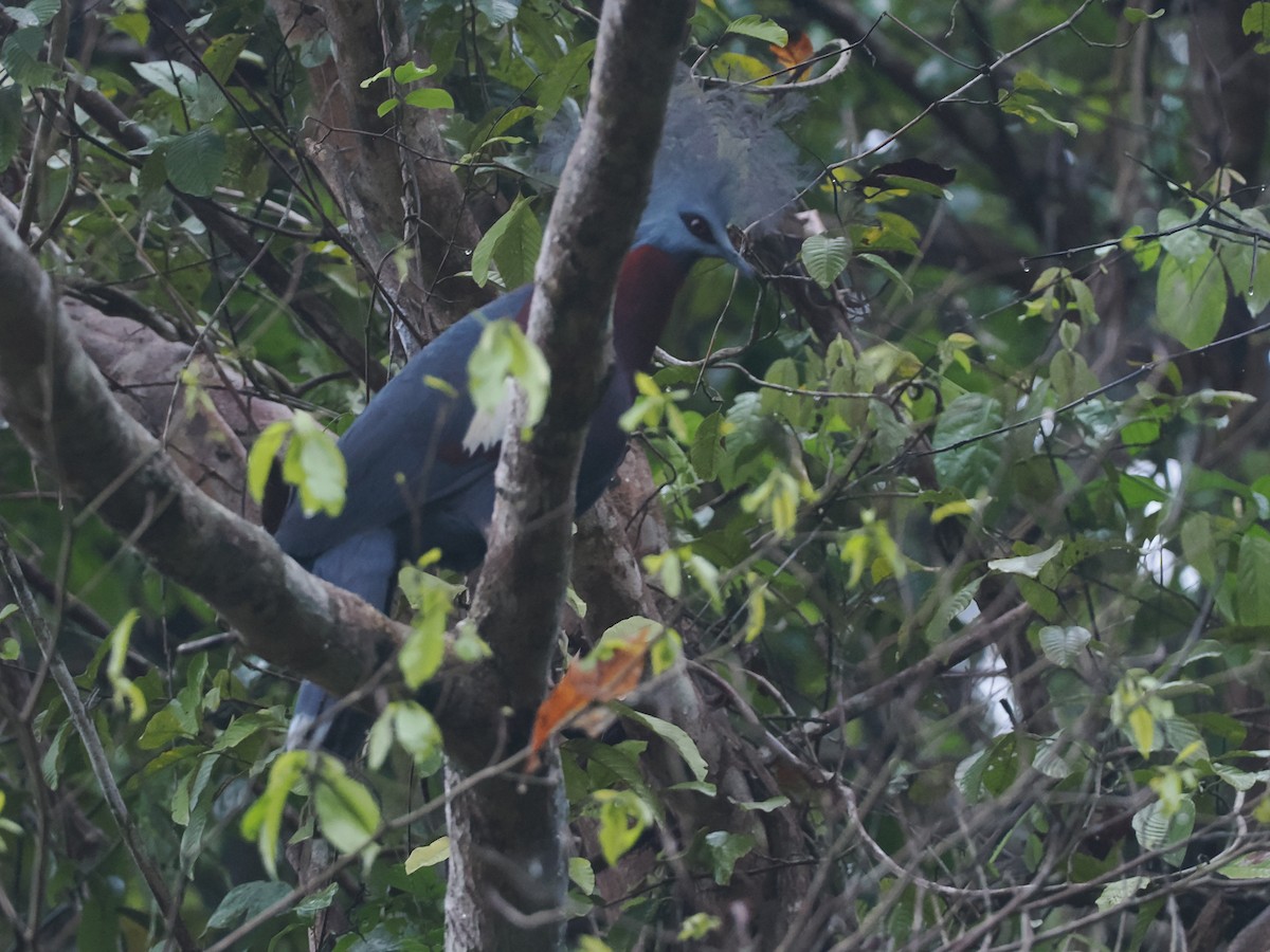 Sclater's Crowned-Pigeon - ML624103376