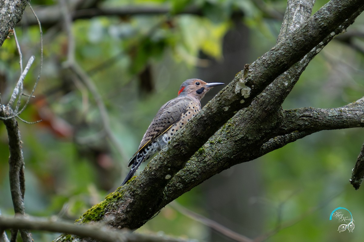 Northern Flicker - ML624103404