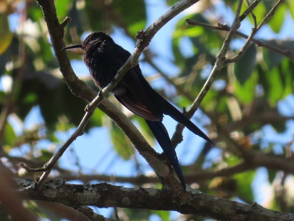 Colibrí Golondrina - ML624103439