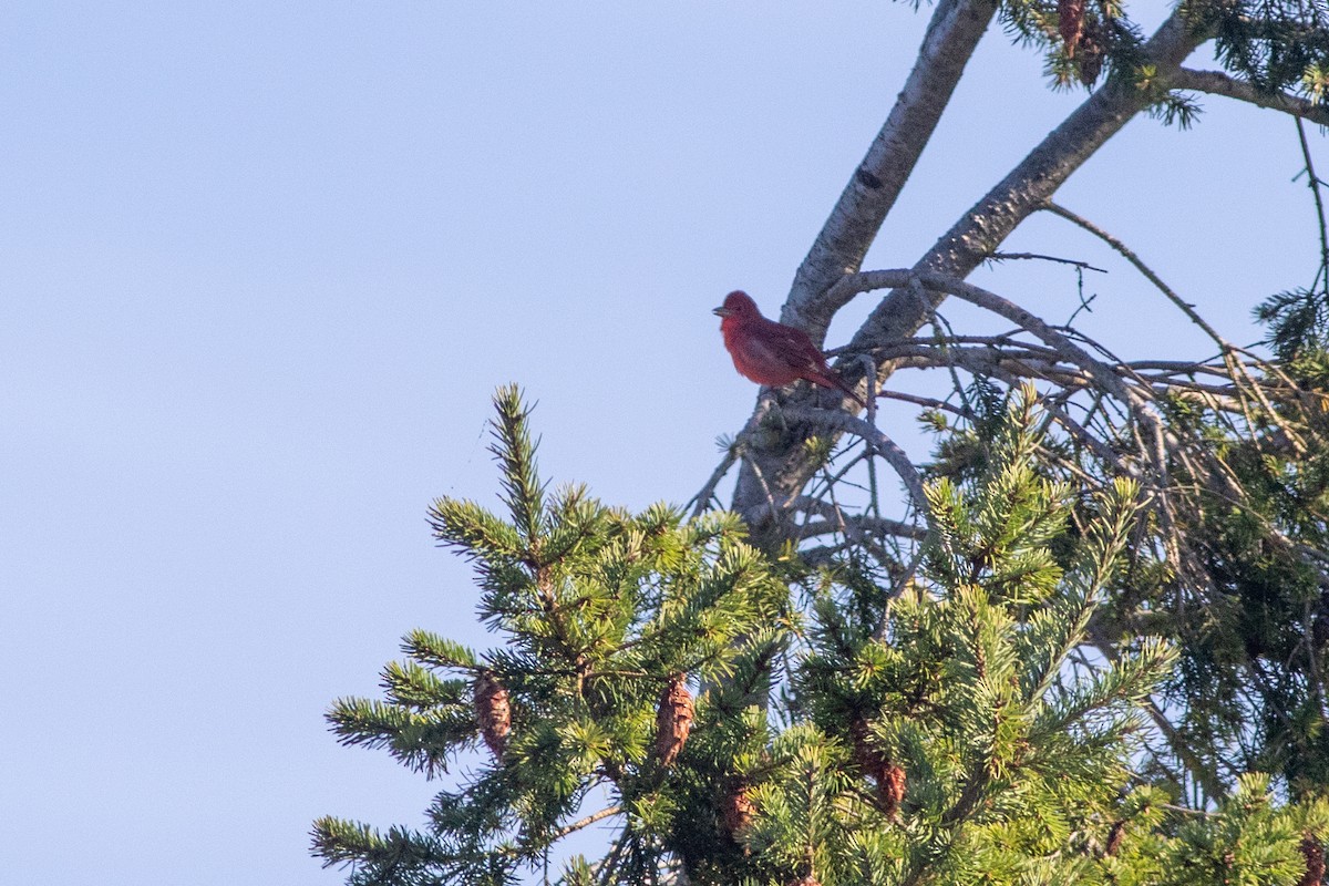 Summer Tanager - Rob Fowler