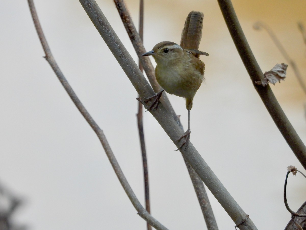 Marsh Wren - ML624103468