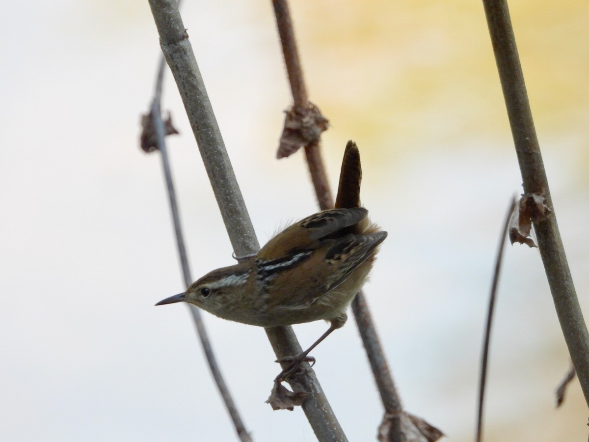 Marsh Wren - ML624103469