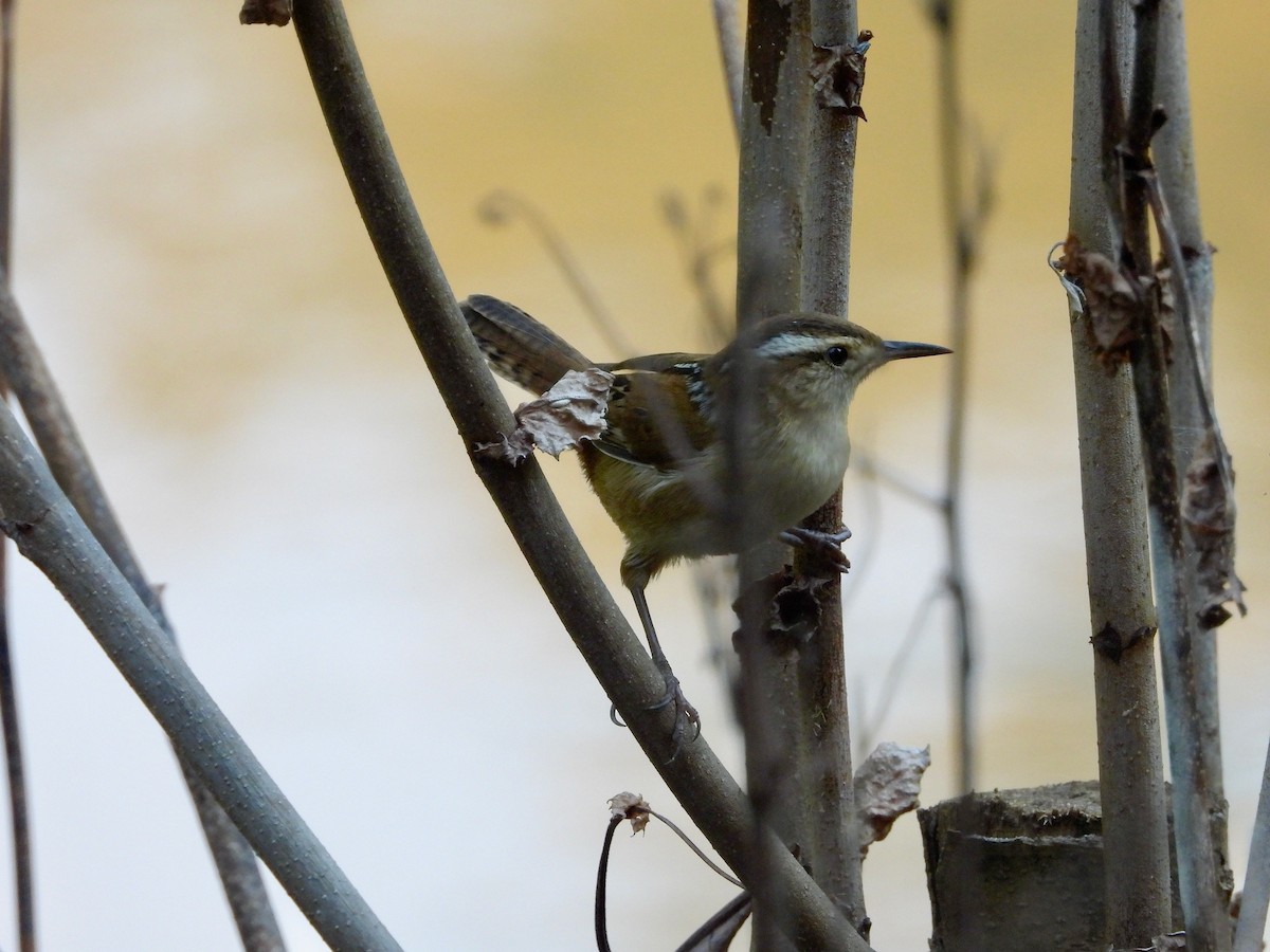 Marsh Wren - ML624103471