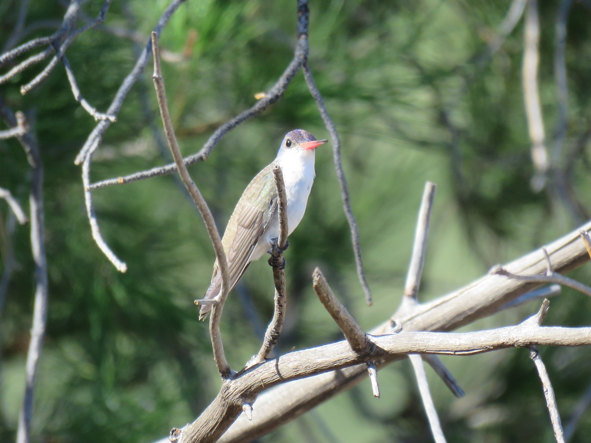 Violet-crowned Hummingbird - Ron Batie