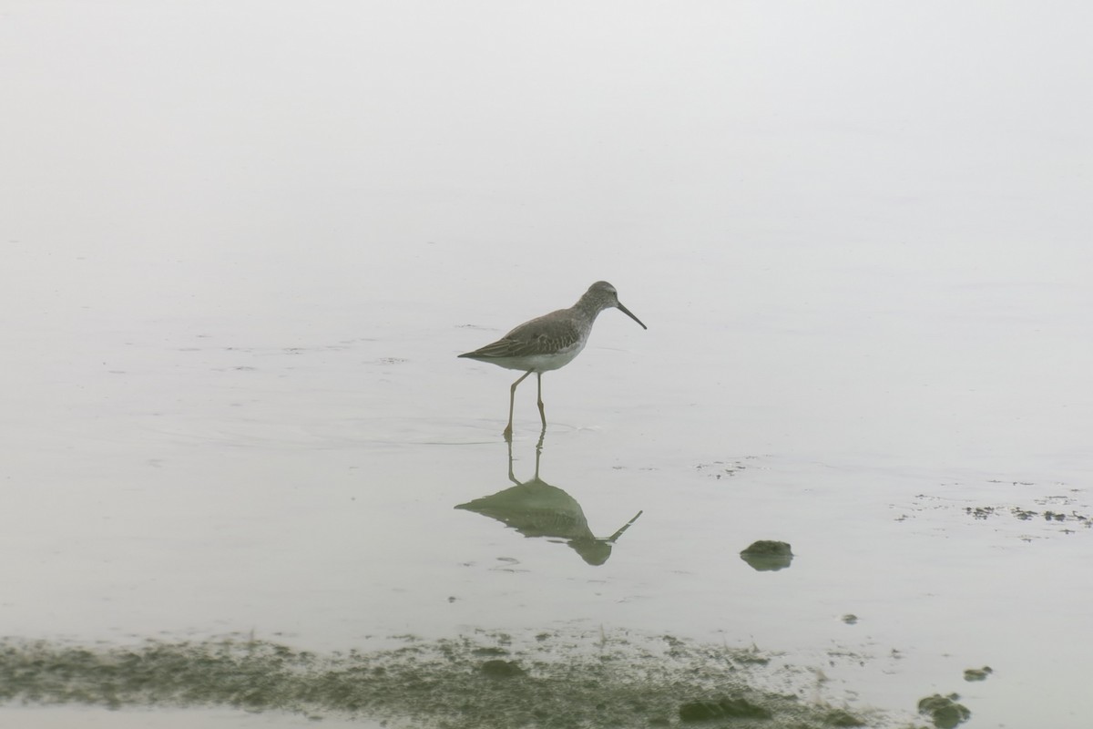 Stilt Sandpiper - ML624103500